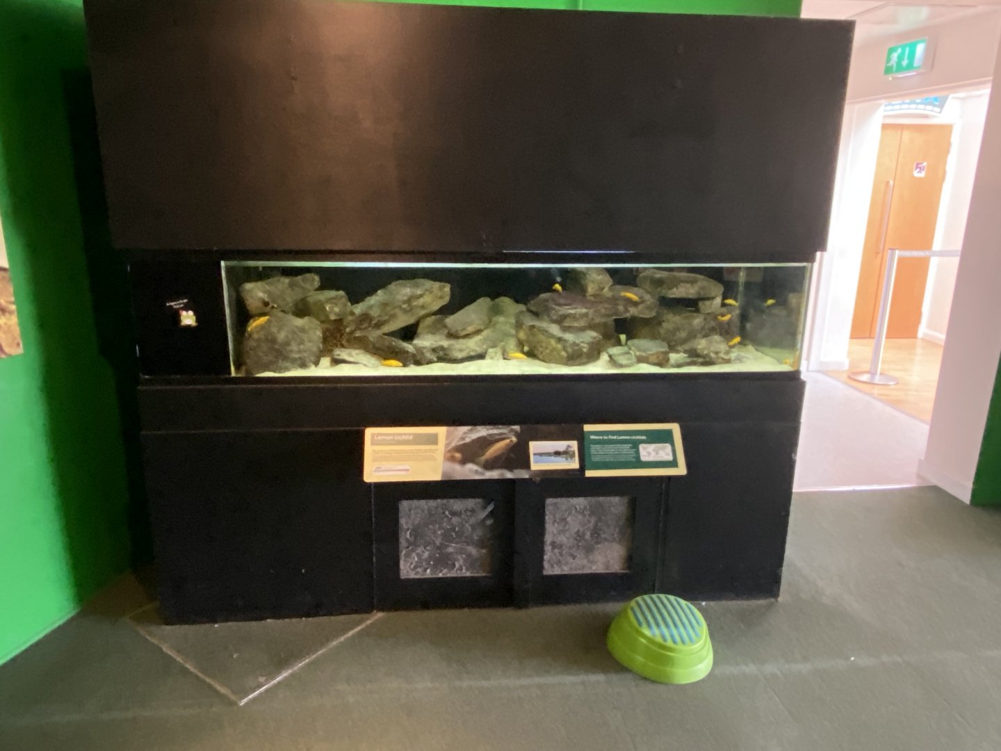 Toad Hall - Cichlid exhibit 290422