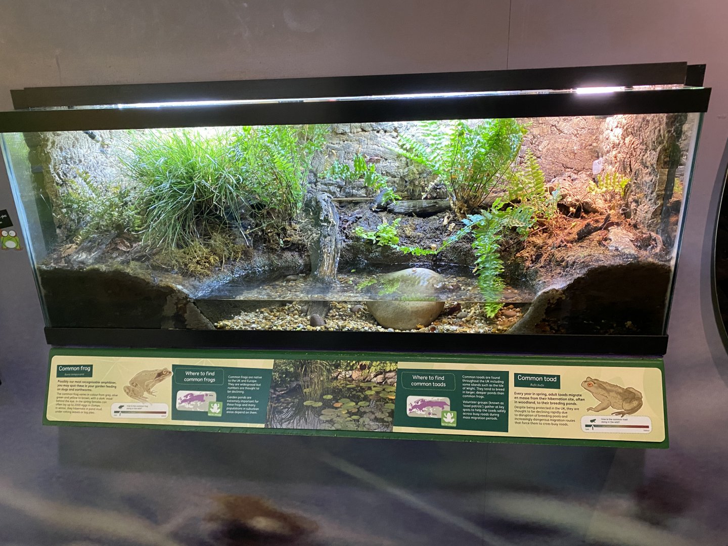 Toad Hall - Common frog and Common toad exhibit 290422