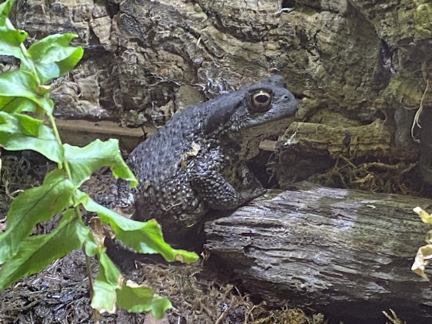 Toad Hall - Common toad 290422