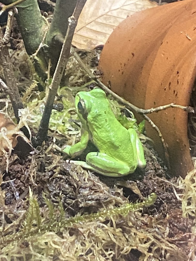 Toad Hall - European tree frog 110424