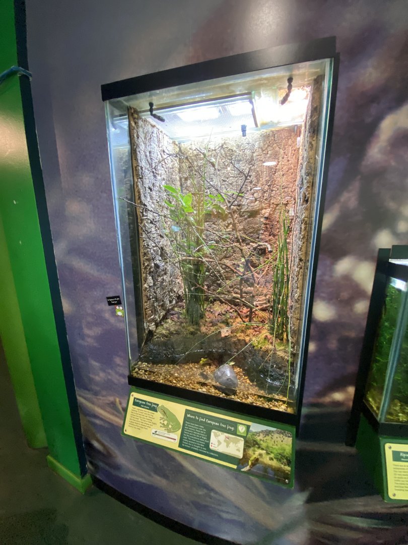 Toad Hall - European tree frog exhibit 290422