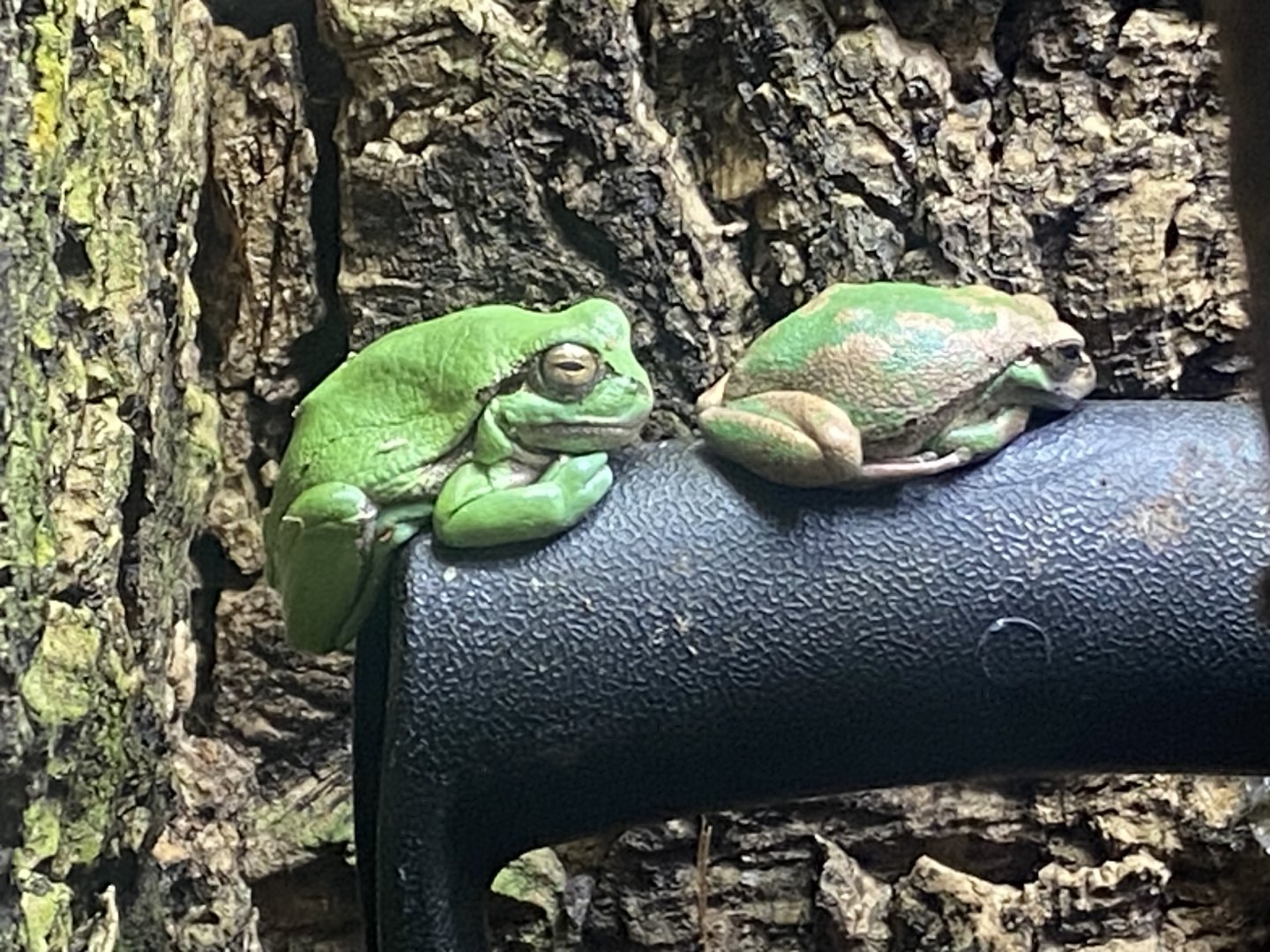 Toad Hall - European tree frogs 110424