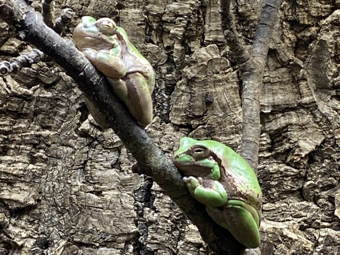 Toad Hall - European tree frogs 290422