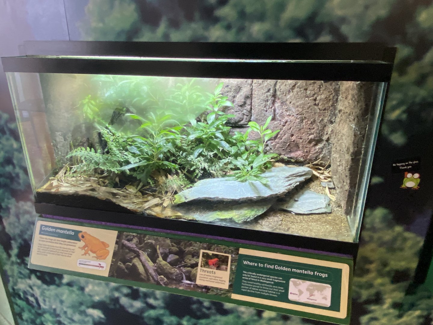 Toad Hall - Golden mantella exhibit 290422