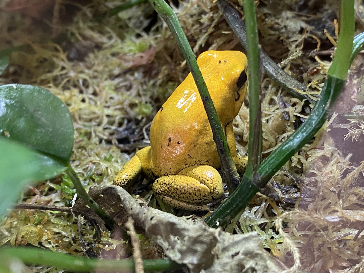 Toad Hall - Golden poison frog 290422