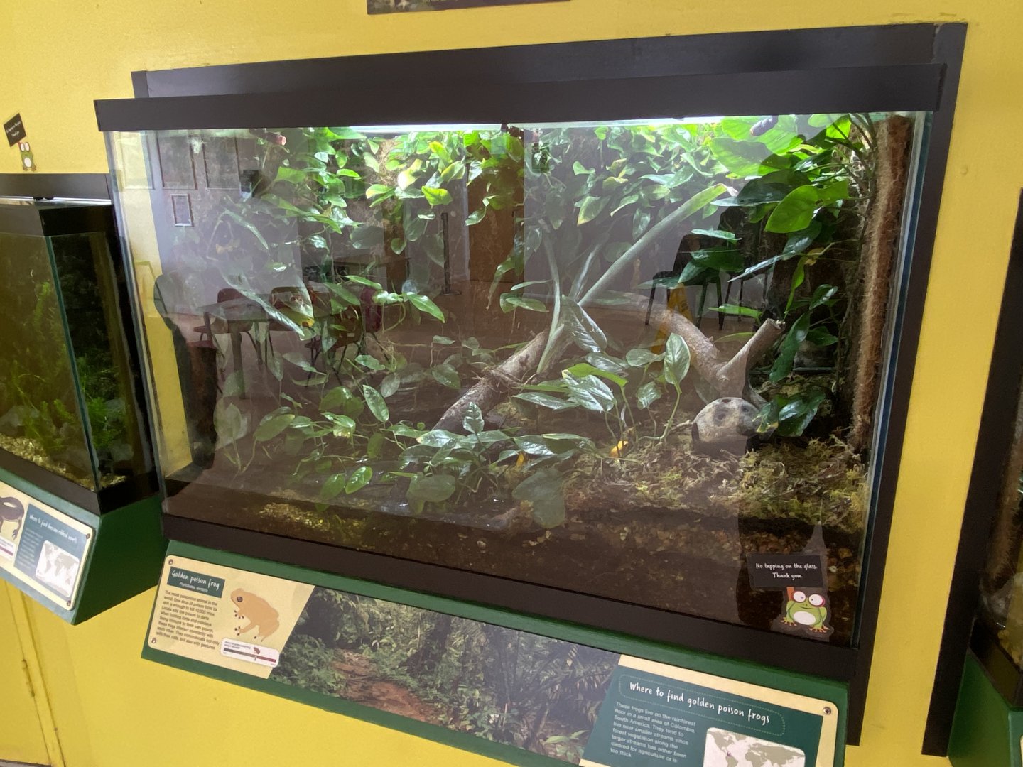 Toad Hall - Golden poison frog exhibit 290422