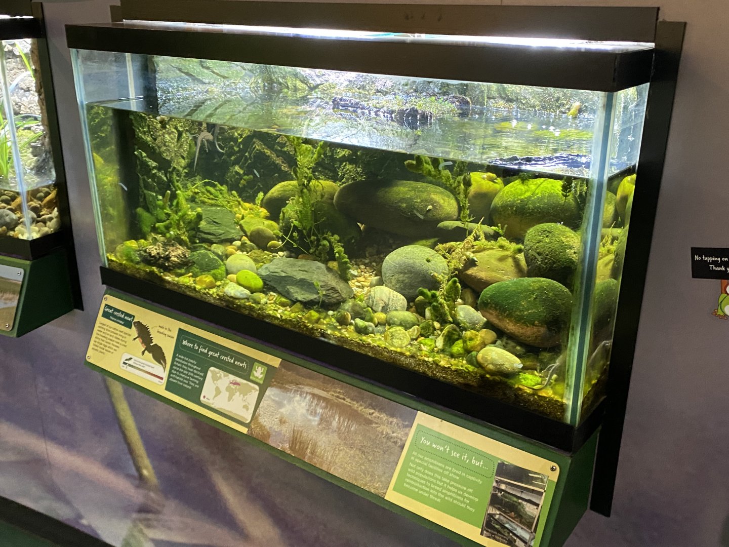 Toad Hall - Great crested newt exhibit 290422