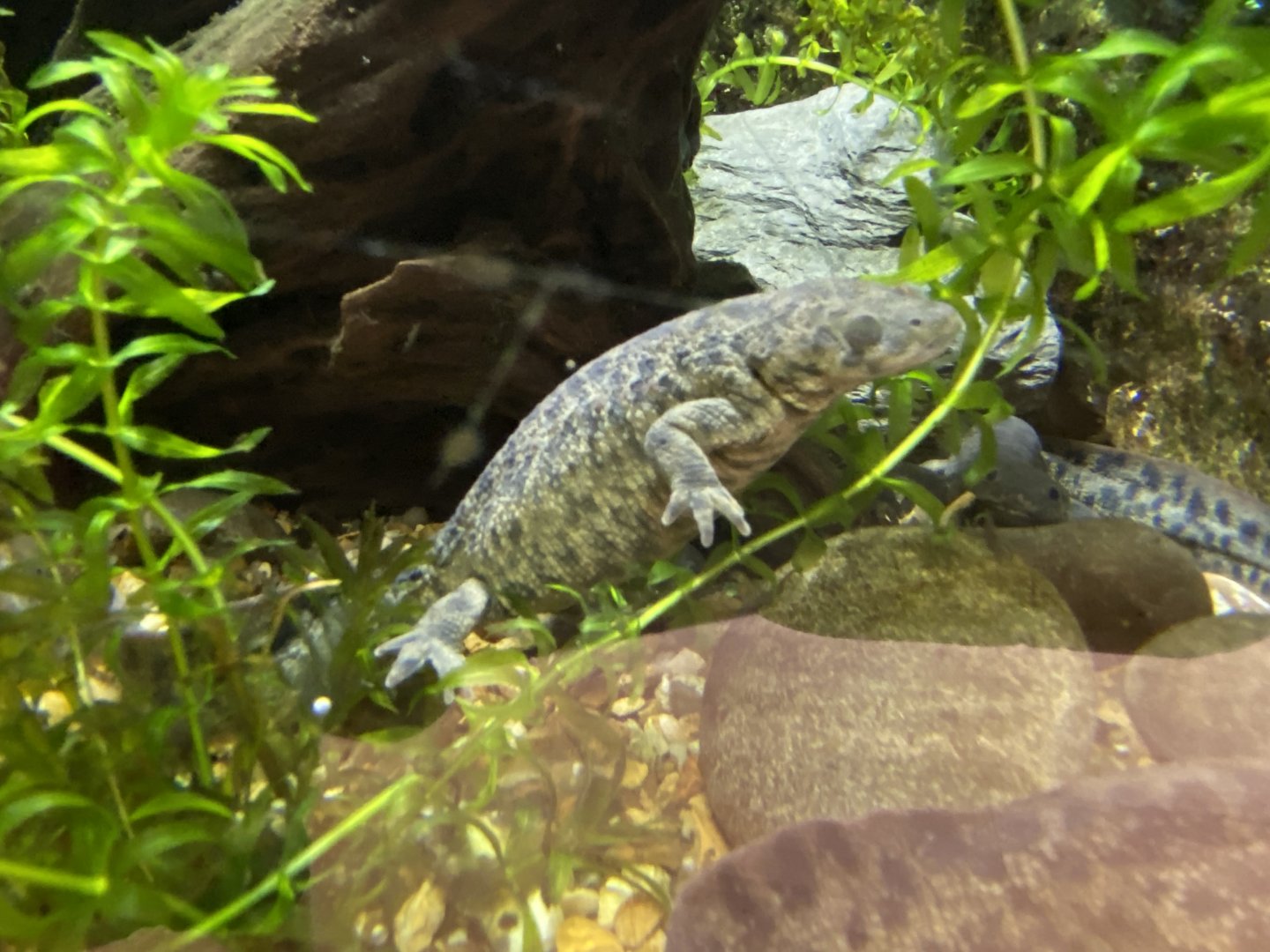 Toad Hall - Iberian ribbed newt 290422