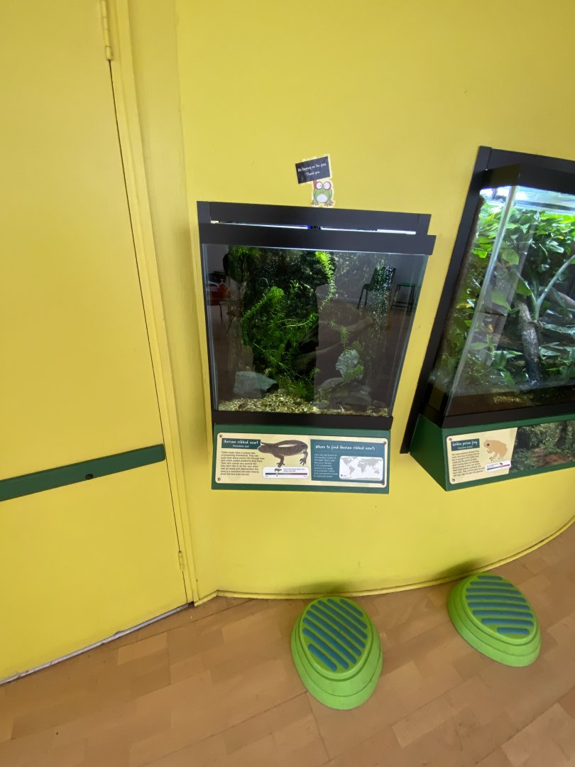 Toad Hall - Iberian ribbed newt exhibit 290422