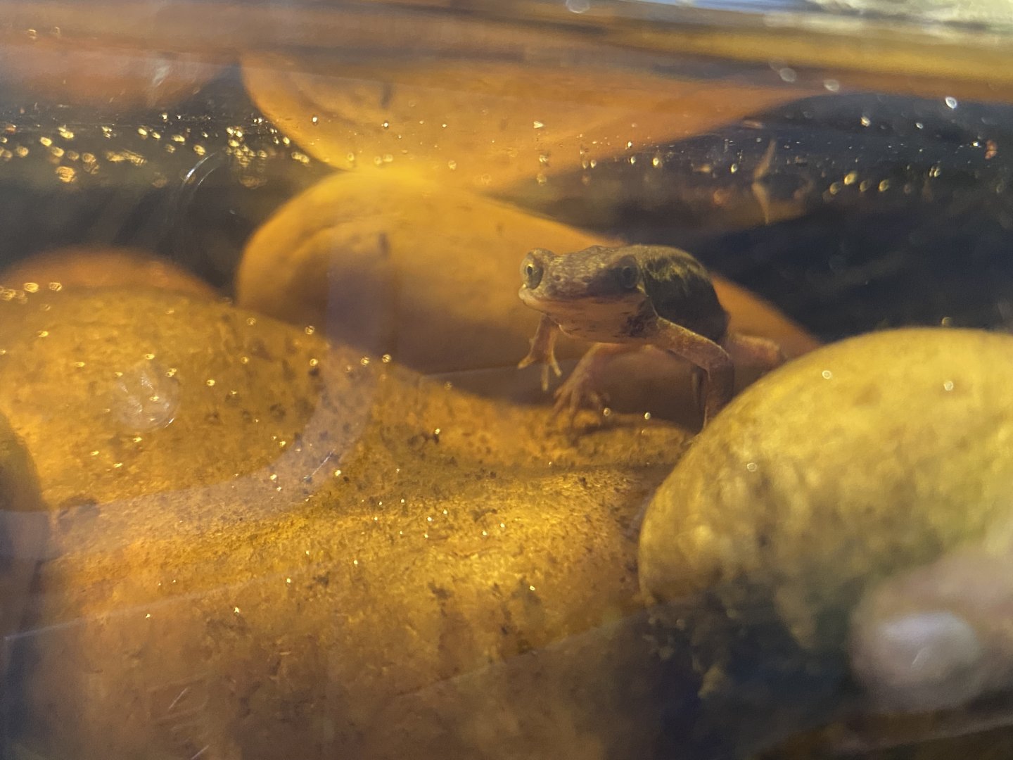 Toad Hall - Palmate newt 110424