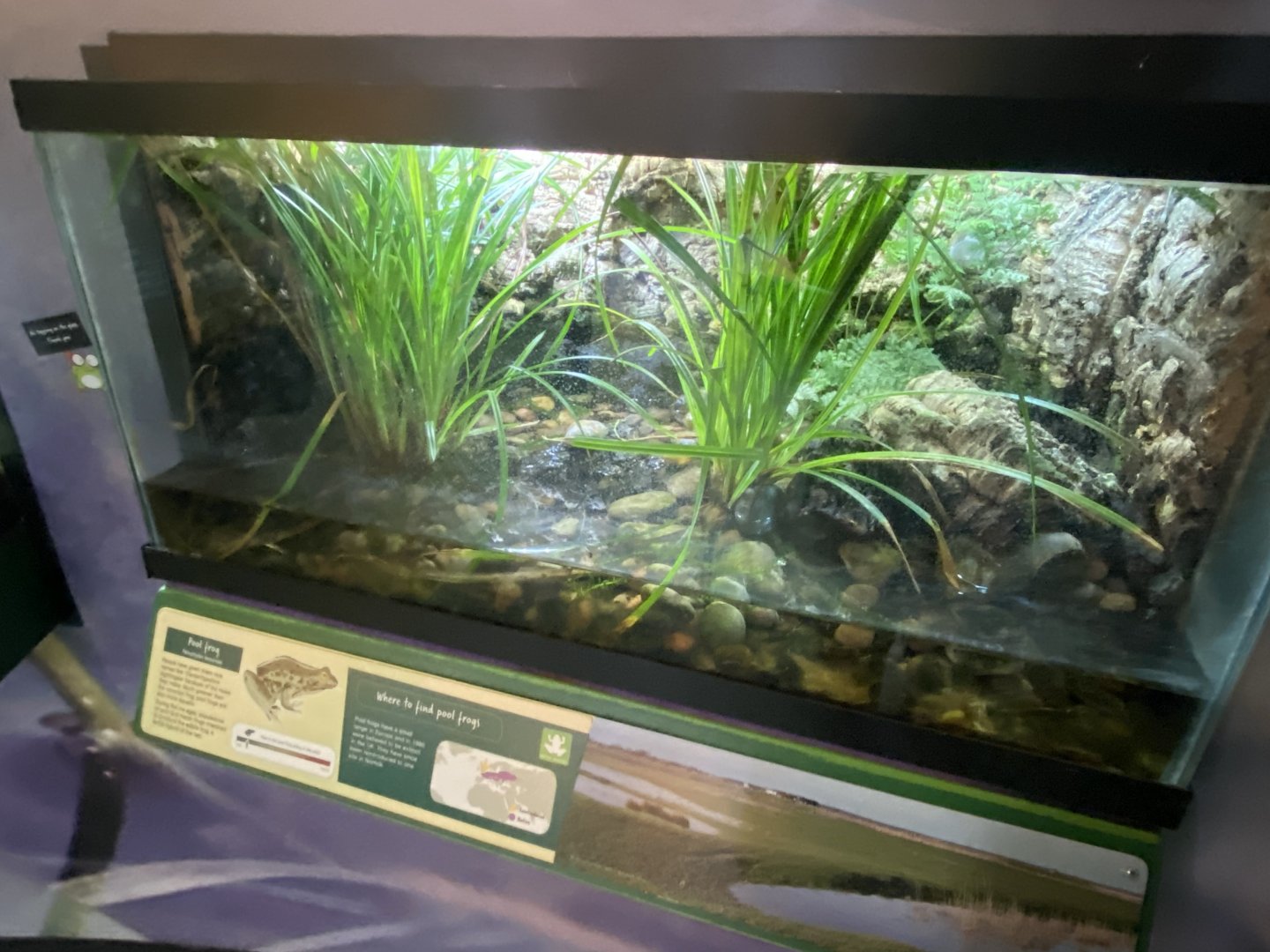 Toad Hall - Pool frog exhibit 110424