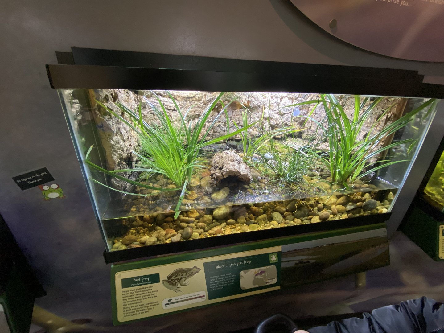 Toad Hall - Pool frog exhibit 290422