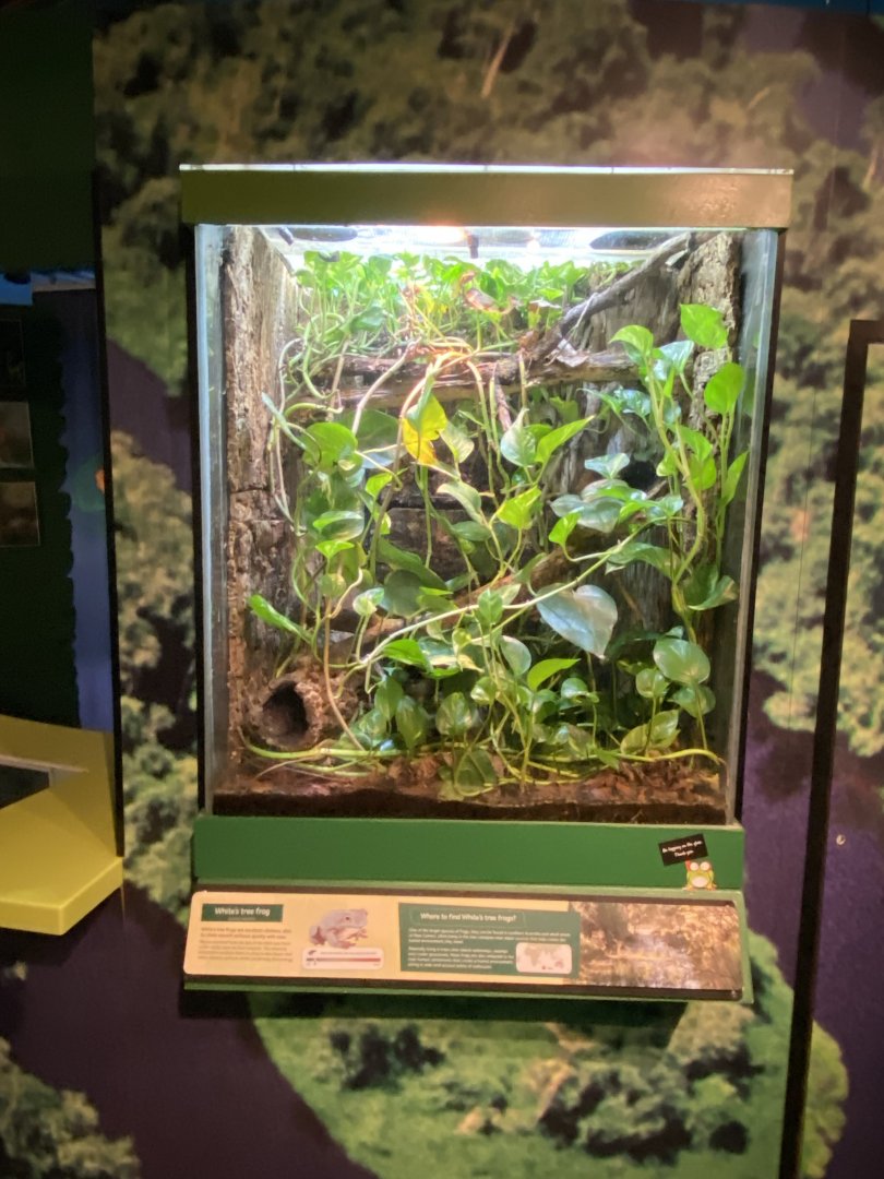 Toad Hall - White's tree frog exhibit 290422