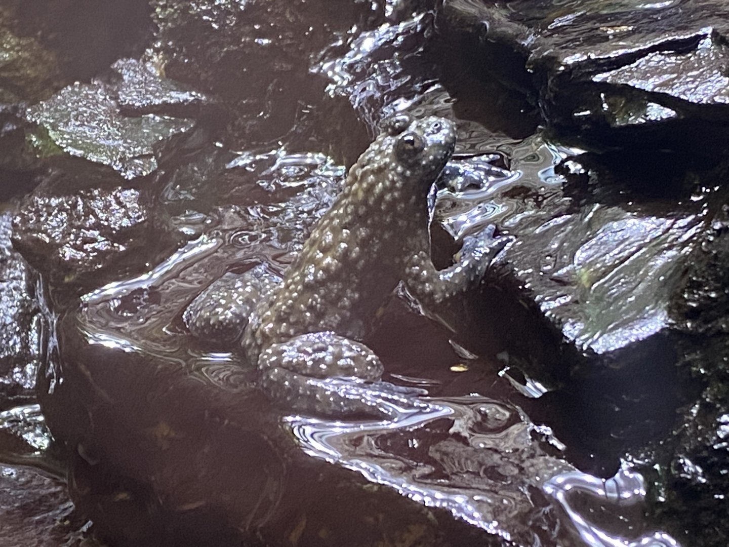 Toad Hall - Yellow-bellied toad 290422