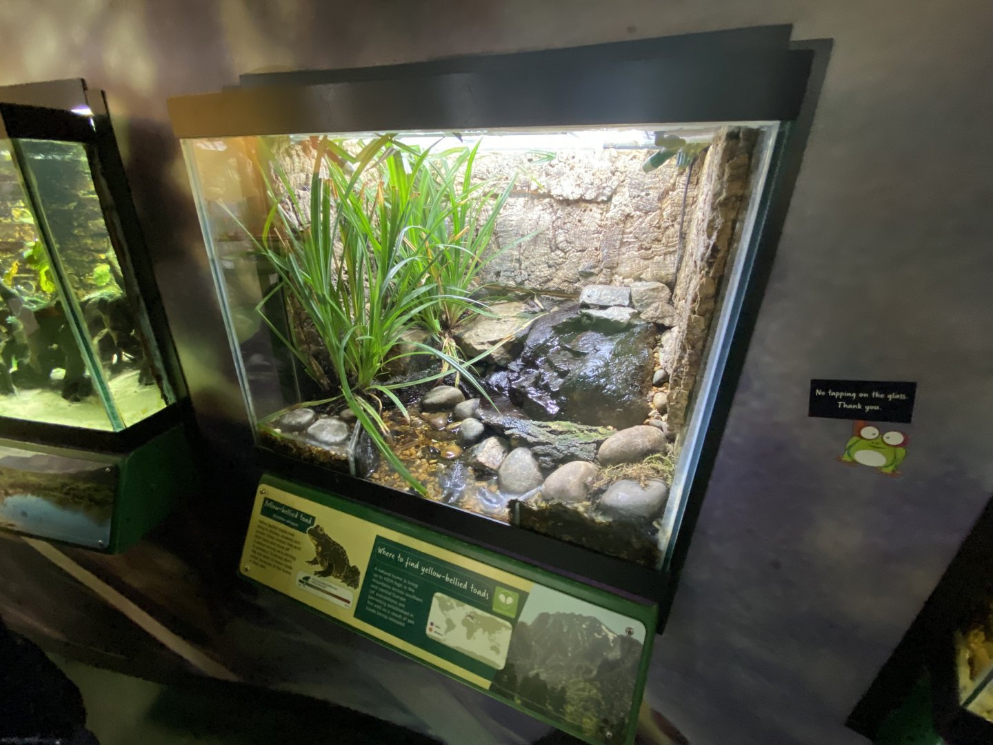 Toad Hall - Yellow-bellied toad exhibit 290422