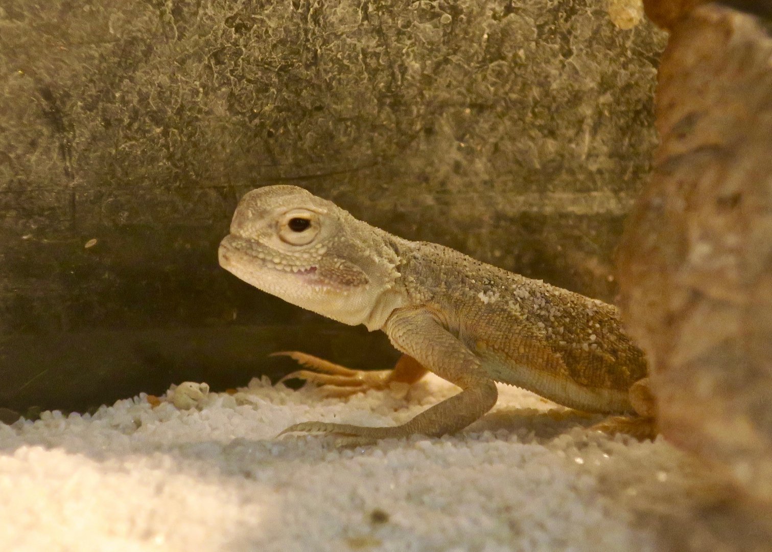 Toad-Headed Agama (Phrynocephalus mystaceus)