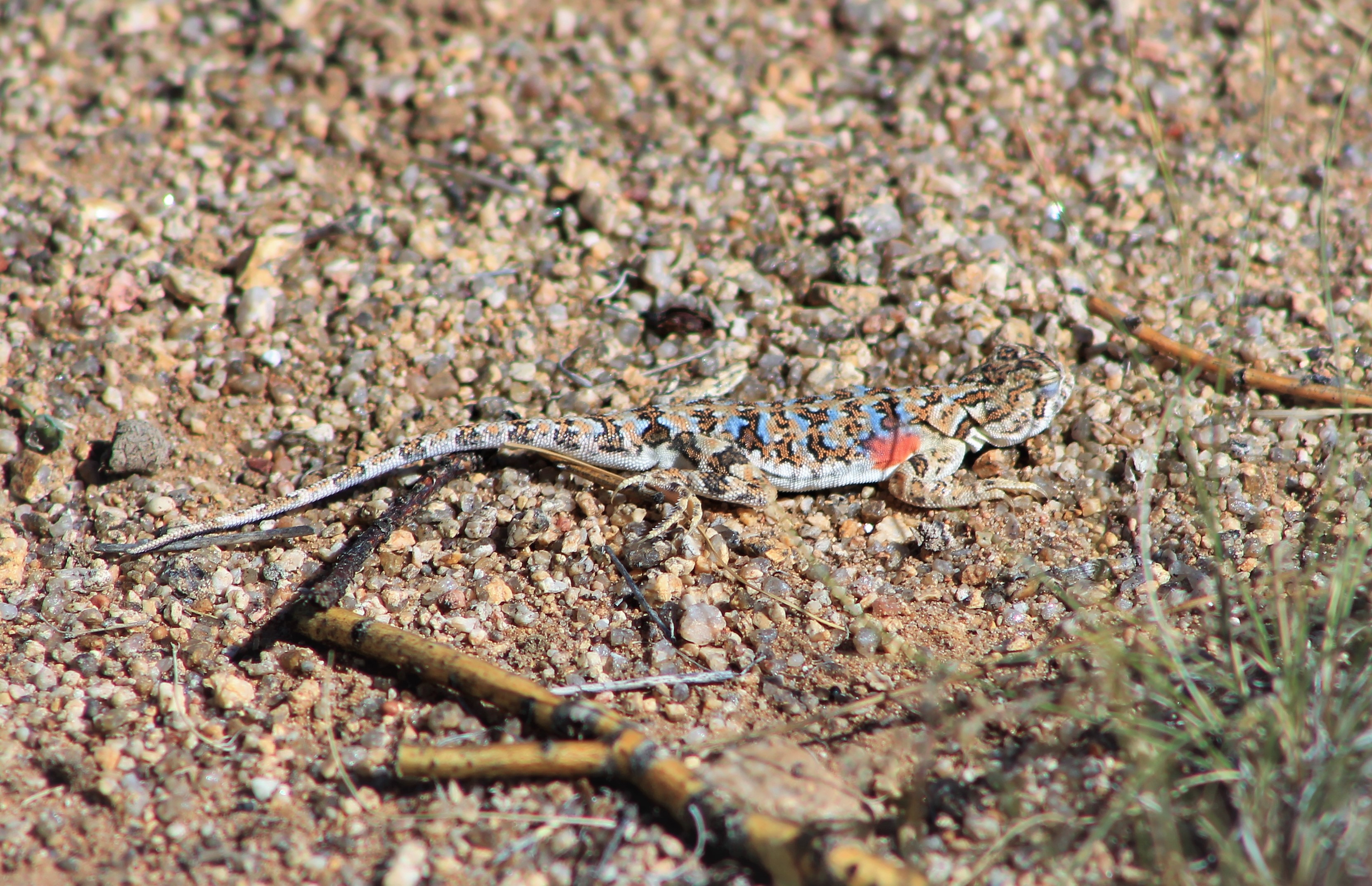 Toad-headed Agama (Phrynocephalus versicolor)