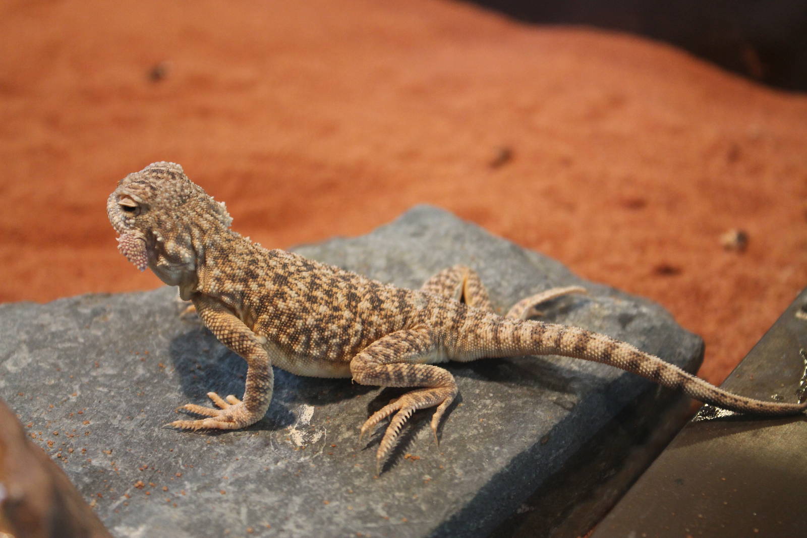 toad-headed agama (Phrynosoma sp.)