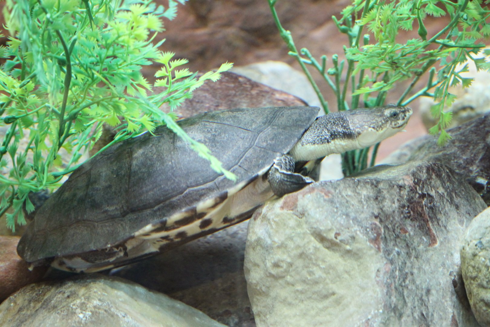 Toad headed turtle (Mesoclemmys gibba)