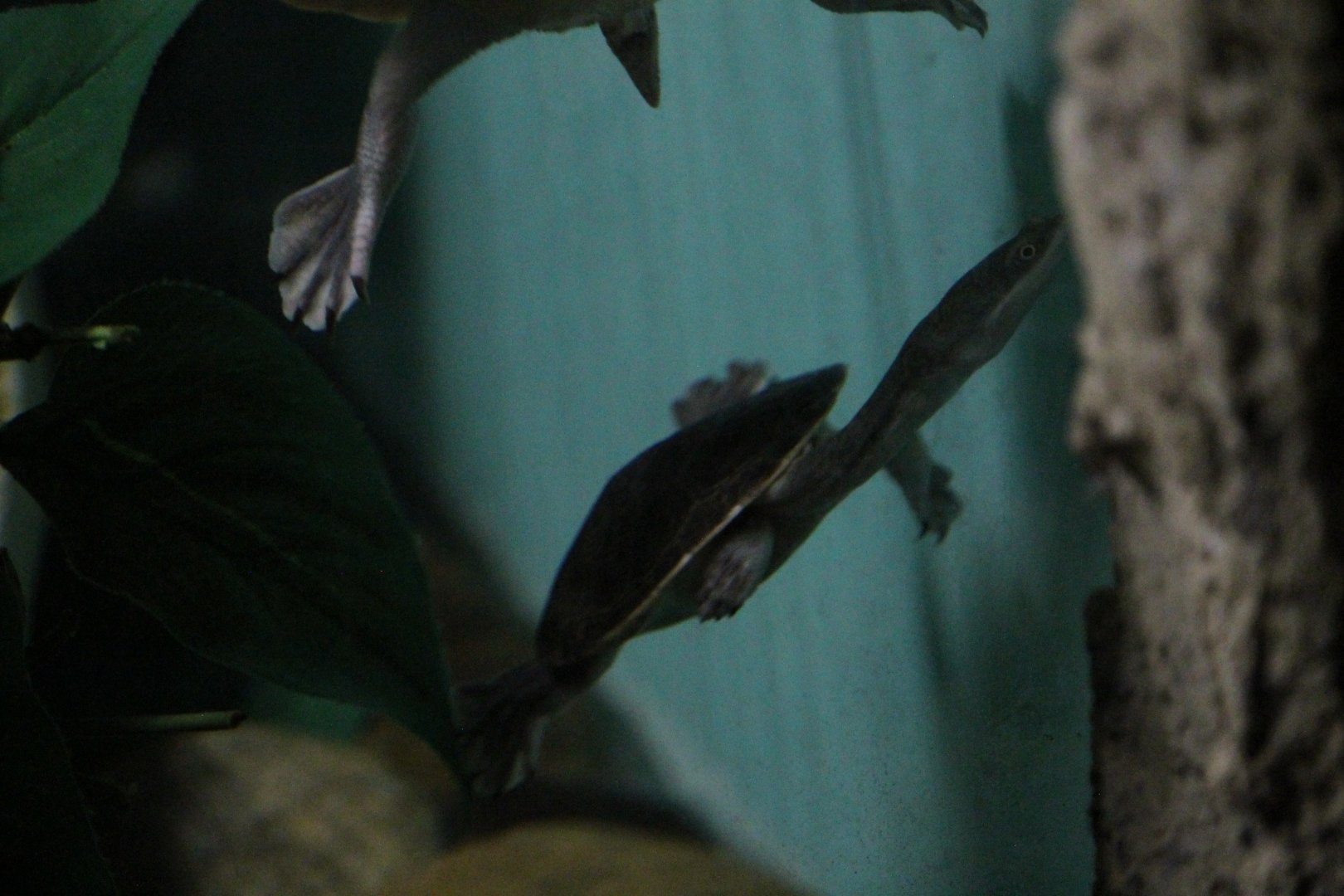 Toad-headed turtle sp?