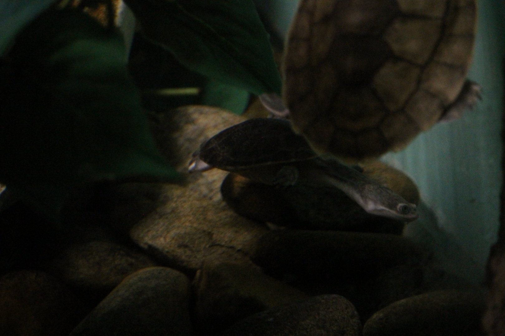 Toad-headed turtle sp?