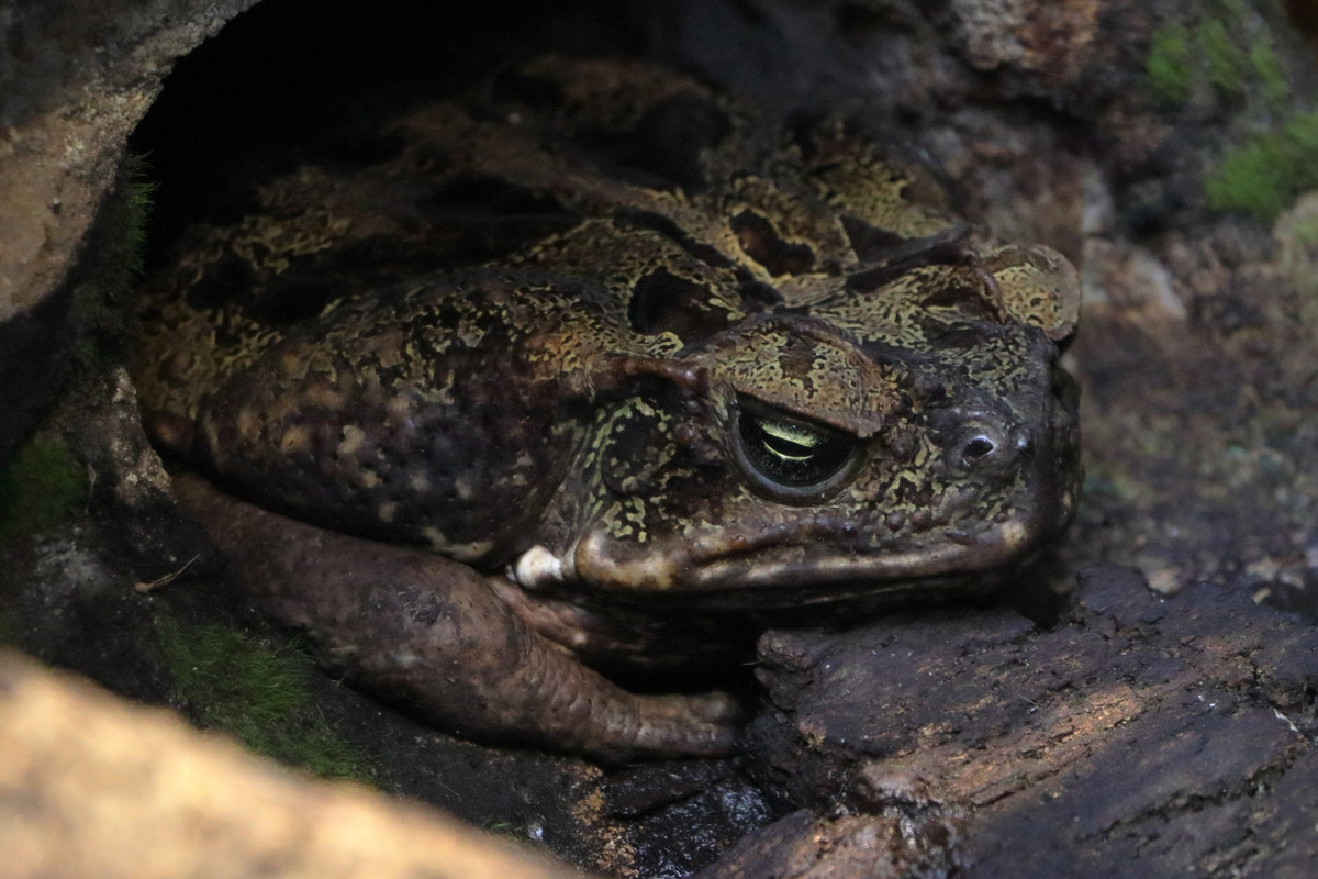 Toad ID - Labeled as "Rhinella maxima" but it looks an outdated name