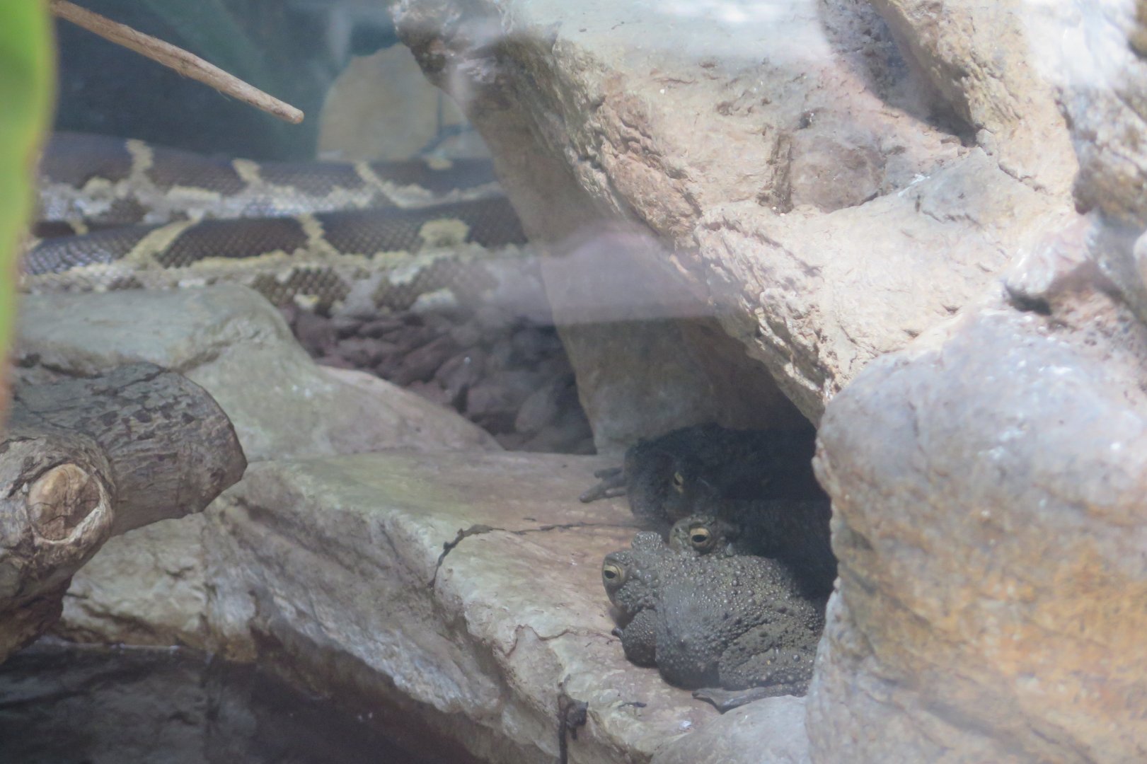 Toad ID reptile house (8/23/2024), In the same enclosure as a Indian Python