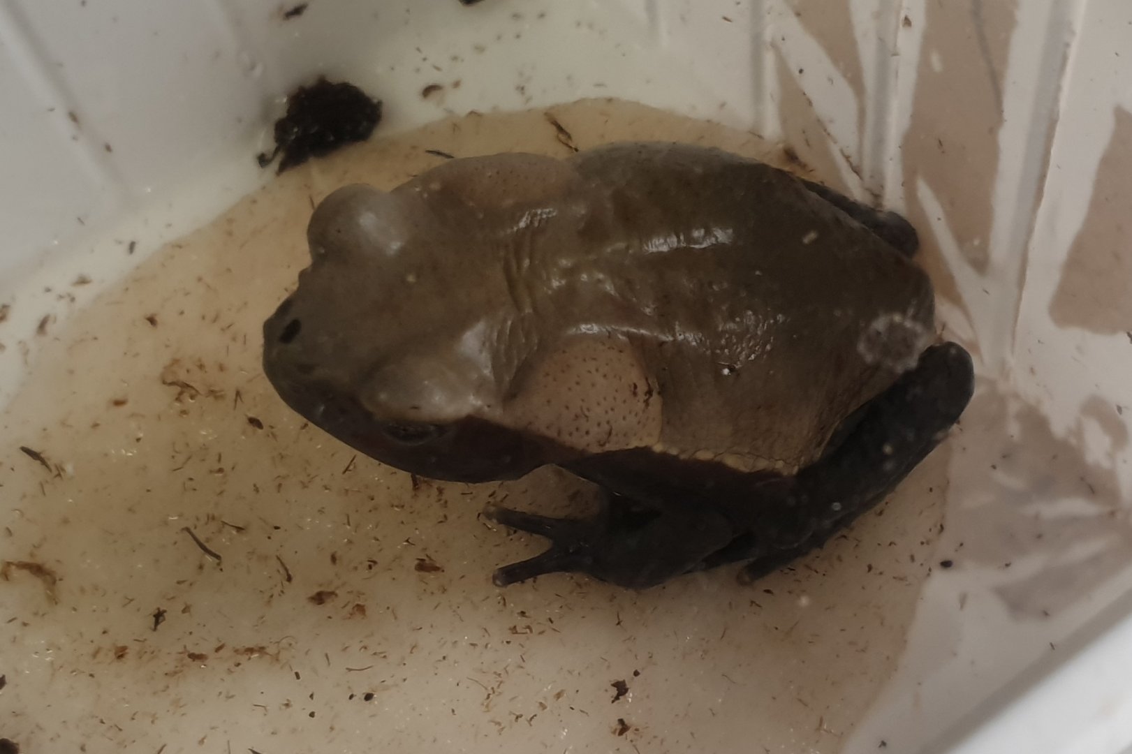 Toad ID