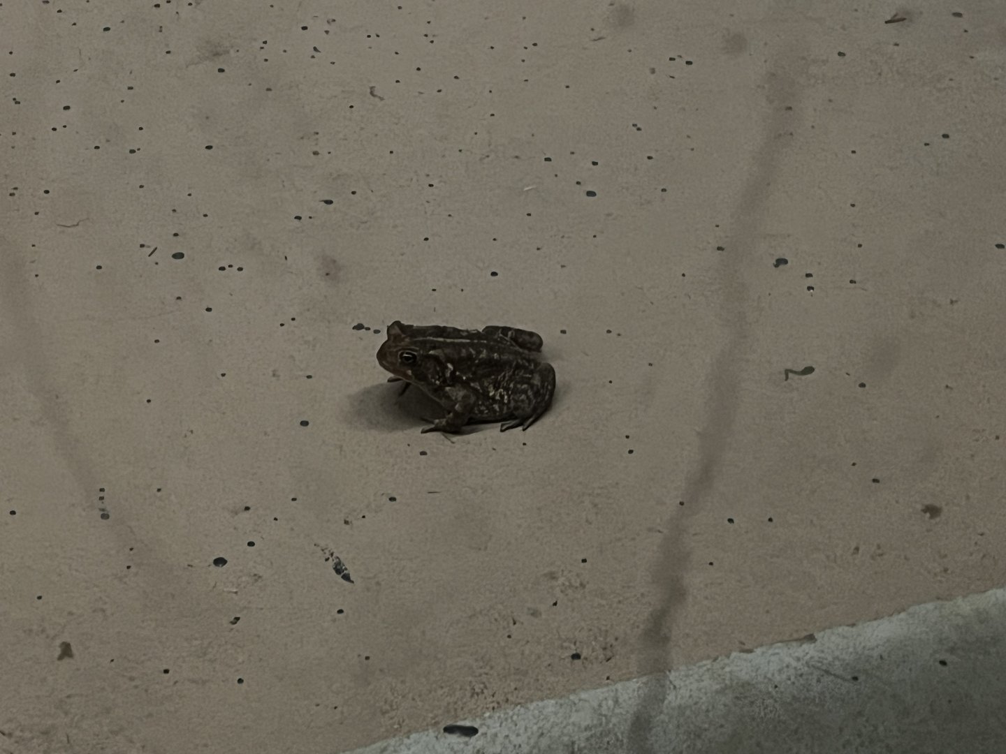 Toad in Baboon Habitat