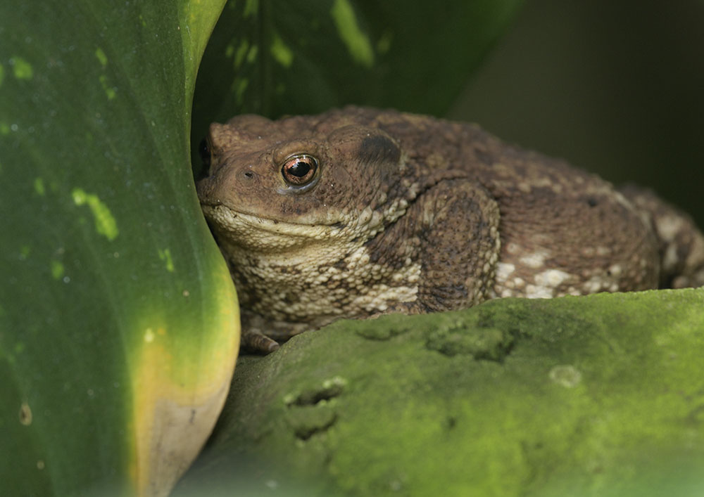 Toad in Reptile Tropics