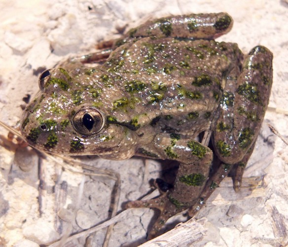 Toad (Pelodytes punctatus)