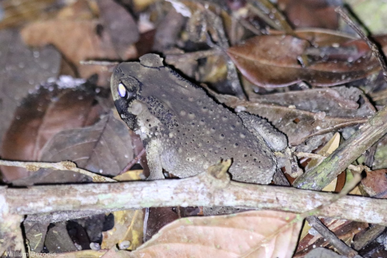 Toad - Sepilok
