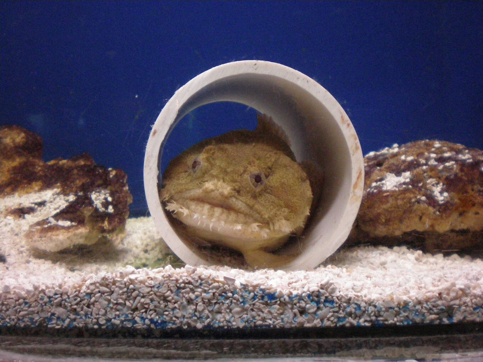 Toadfish- Staten Island Zoo JAN08 III