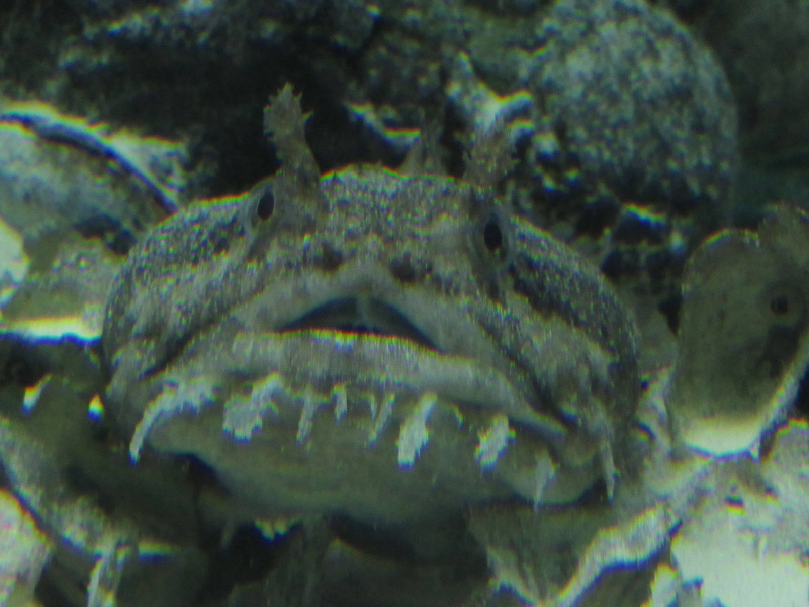 Toadfish