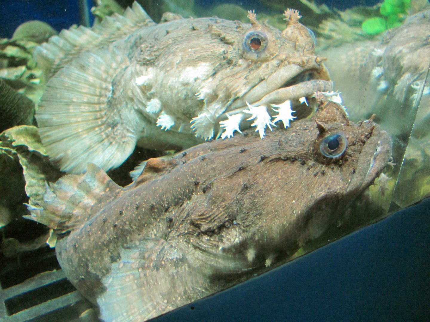 Toadfishes