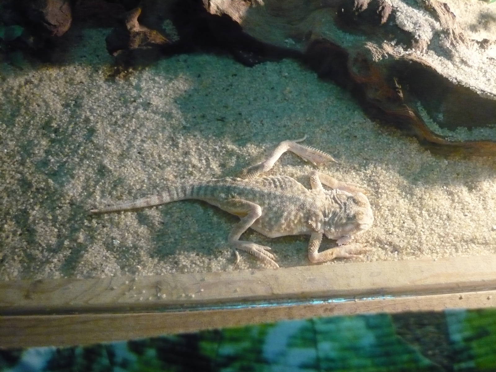 Toadheaded agama (Phrynocephalus mystaceus)