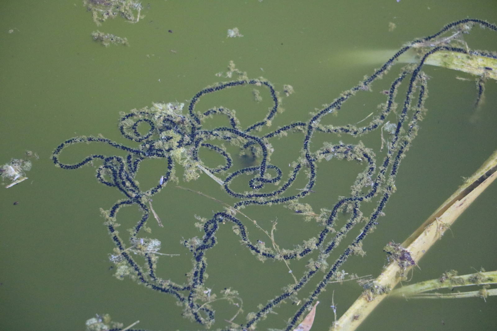 Toadspawn, February 2016