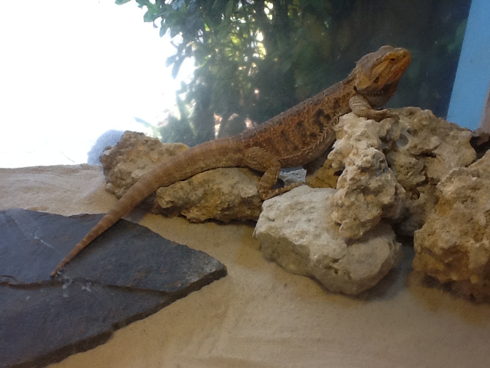 Toadstool - Bearded Lizard