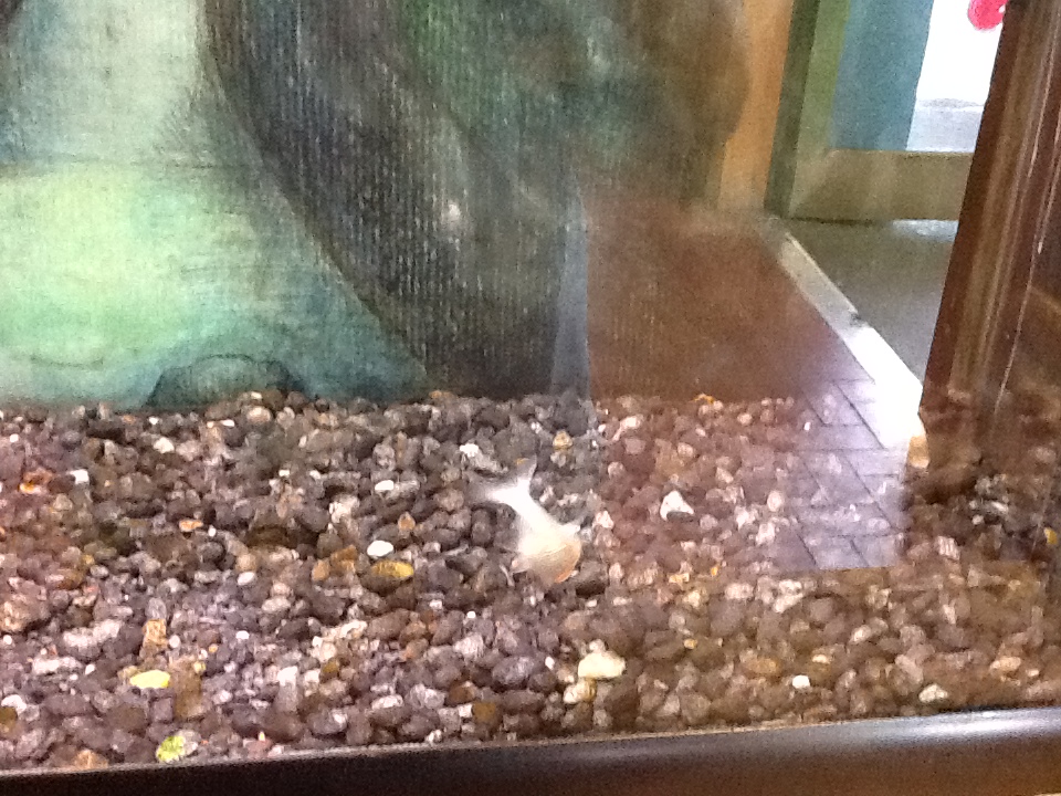 Toadstool - Blind Cave Fish