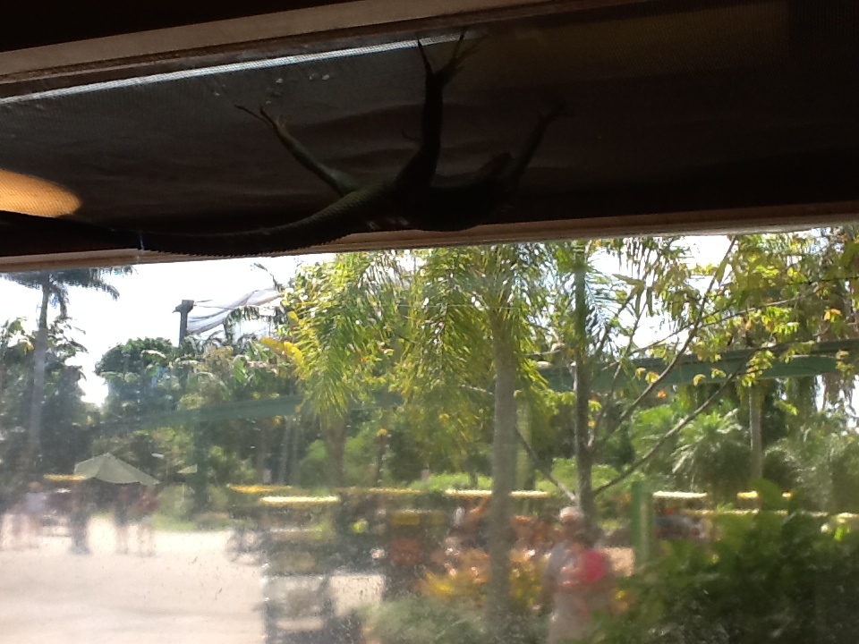 Toadstool - Common Agama