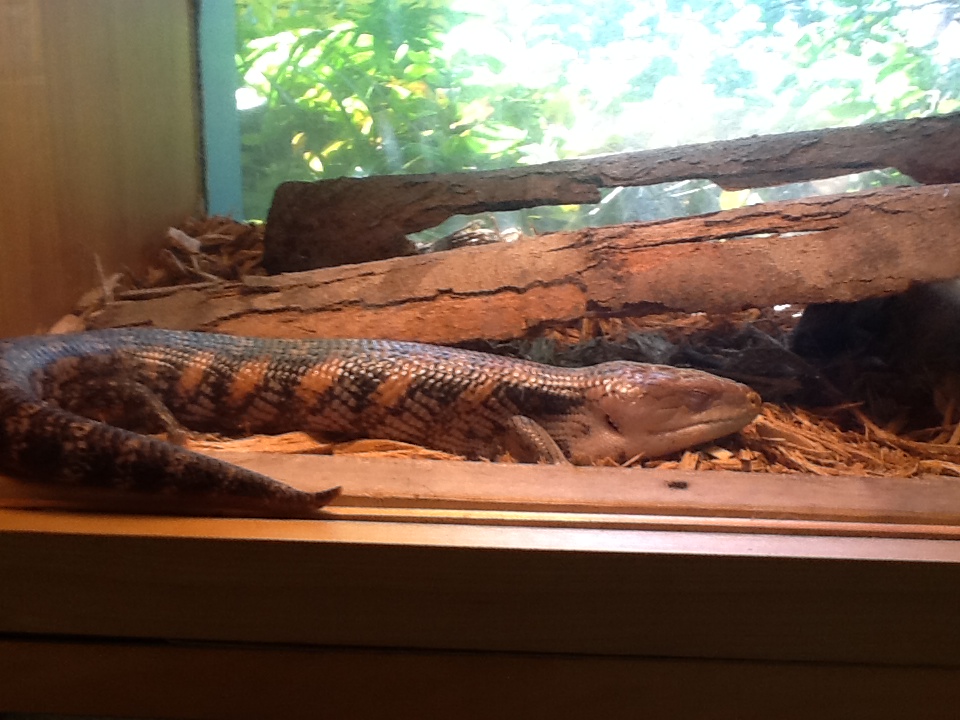 Toadstool - Eastern Blue-Tongued Skink