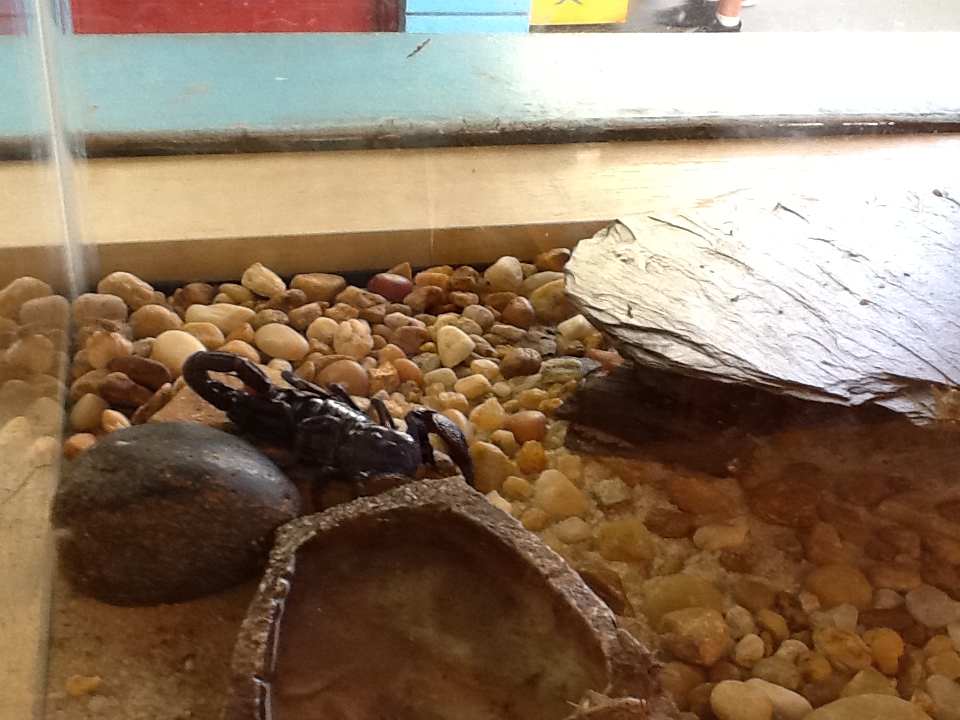 Toadstool - Emperor Scorpion