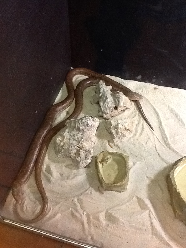 Toadstool - European Glass Lizard