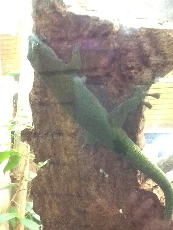 Toadstool - Madagascan Day Lizard