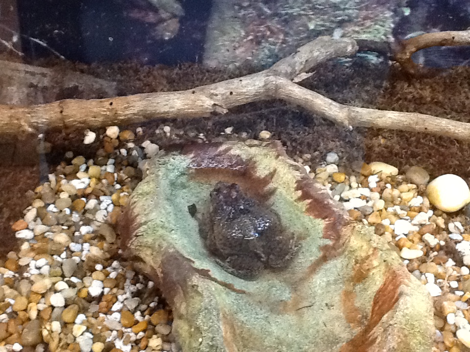 Toadstool - Puerto Rican Crested Toad