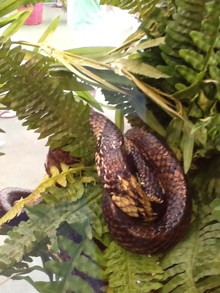 Toadstool - Tiger Rat Snake