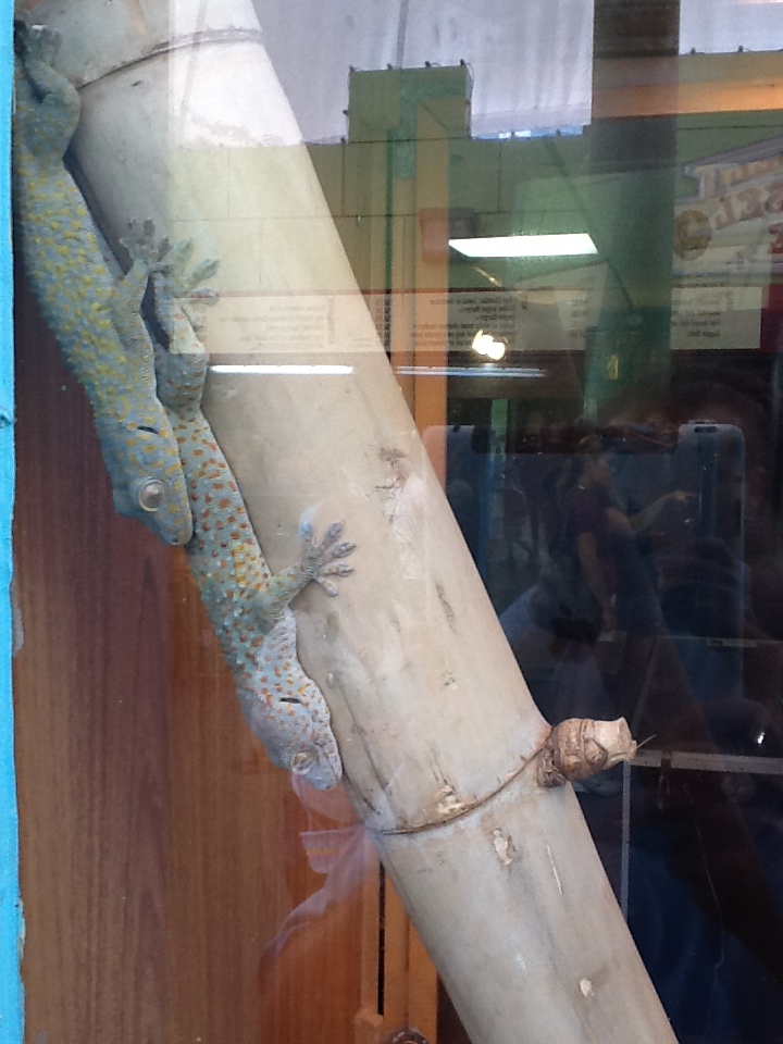 Toadstool - Tokay Geckos