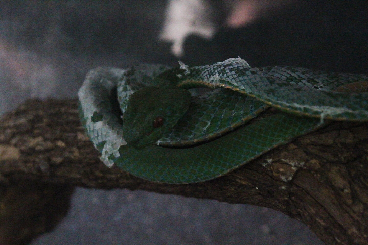 Toba pit viper (Trimeresurus toba) - Taman Konservasi Sato Loka