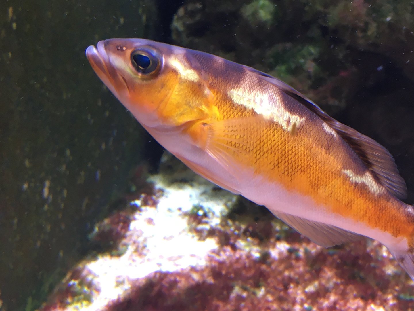 Tobacco Basslet (Serranus tabacarius)