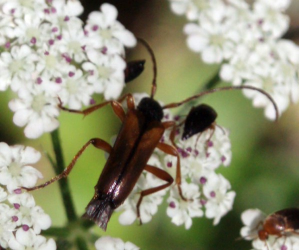 Tobacco-coloured Longhorn Beetle (Alosterna tabacicolor)